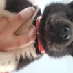 Zack, Akita Inu