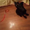 Tesla, Cane da pastore belga