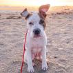 Tory, American staffordshire terrier