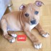 Pako, Staffordshire Bull Terrier