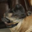 Magic, Cane Corso
