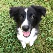 Molly, Pastor Australiano