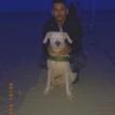 tokyo, Dogo argentino