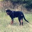 Pink, Beauceron