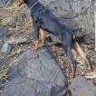 Thanos, Dobermann