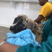 Raja, Mastín Inglés O Mastiff