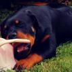 Massi, Rottweiler