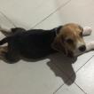 Happy, Beagle