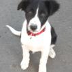 Peps, Border Collie
