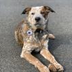 Dexter, Perro australiano del ganado