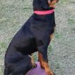 OUSHKA, Rottweiler