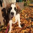 Selma, Saint Bernard