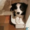 Taran, Border Collie