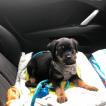 Tina, Rottweiler