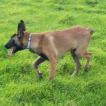 Marley, Pastor Belga Malinois