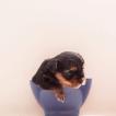 Joaquim, Yorkshire Terrier