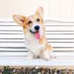 Dash, Corgi Galés De Pembroke