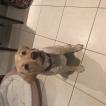Polly, Labrador Retriever