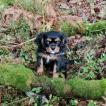 Pim's, Cavalier King Charles Spaniel