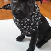Phoenix, Staffordshire Bull Terrier