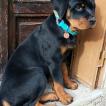 Pila, Rottweiler