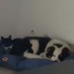 Pongo, Pastor Australiano