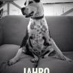Jahro