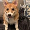 Eevee, Corgi Galés De Pembroke