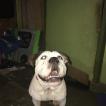 Mylo