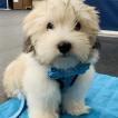 Leopold Hamish II, Cotón De Tulear