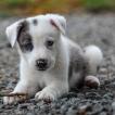 Tobby
