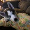 Loki