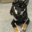 Duke, Shiba Inu Japonés