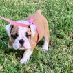 Pinkie Pie, Bulldog