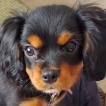 Ruby, Cavalier King Charles