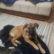Molly, Pastor Belga