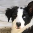 Stitch, Border Collie