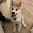 Tsuki, Akita Inu