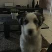 Pepsy, Pastor Australiano