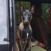 Gunner, Pastor Belga Malinois