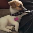 Hazel, Parson Jack Russell Terrier (De Pelaje Corto - Suave)