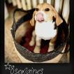 PLUME, Beagle