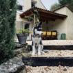 Pako, Husky Siberiano