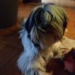 ozzie, Terrier Tibetano