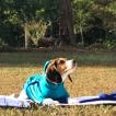 Maisy, Beagle