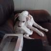 Tyna, Dalmata