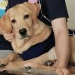 Poppy, Labrador Retriever