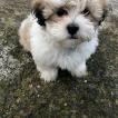 Leo, Shih Tzu