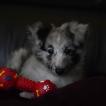 Paco, Pastor De Shetland