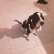 Perle, Pointer